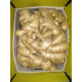 Frische Ingwer Air Dry Ginger in China